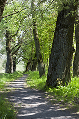 Image showing Green trees in park