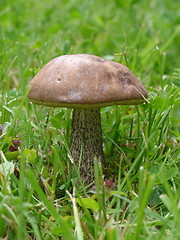 Image showing Mushroom