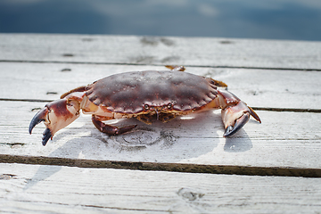 Image showing alive crab standing on wooden floor