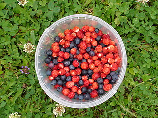 Image showing Forest berries