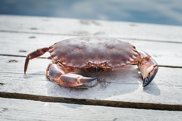 Image showing alive crab standing on wooden floor