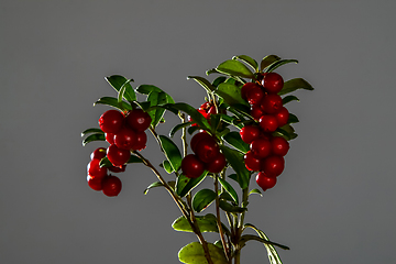 Image showing Bunch of red cranberries on gray background.