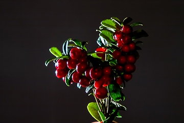 Image showing Bunch of red cranberries on gray background.