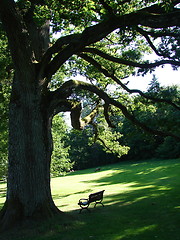 Image showing Old Oak