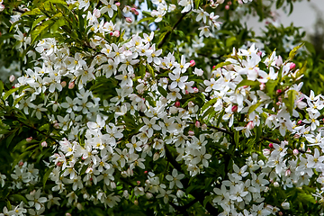 Image showing Branches of the fruit tree with blossoming white flowers. 