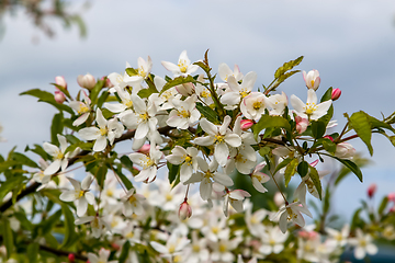 Image showing Branches of the fruit tree with blossoming white flowers. 