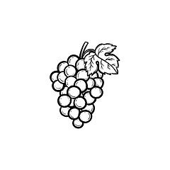 Image showing Bunch of grapes hand drawn sketch icon.