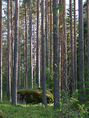 Image showing Wild forest