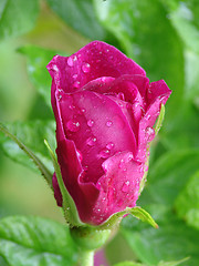 Image showing Dogrose flower