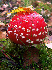 Image showing Mushroom fly agaric