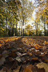 Image showing fallen leaves of trees in the sunlight