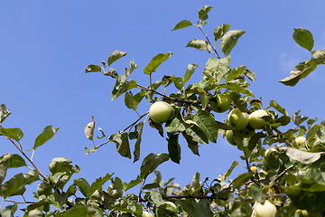 Image showing crop of garden