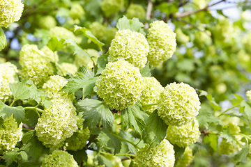 Image showing viburnum is sterile , close up