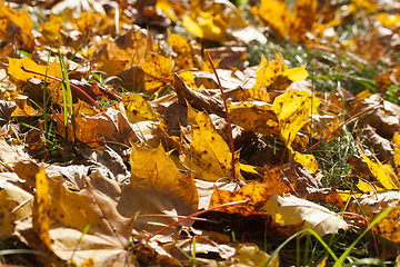 Image showing The fallen maple leaves