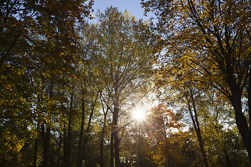 Image showing trees with yellowing leaves