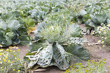 Image showing field with a crop