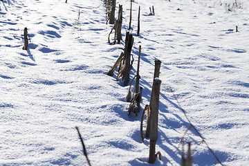 Image showing dry corn stalks in a snow-covered field