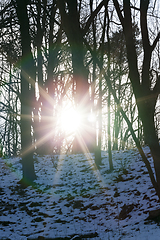 Image showing Winter forest, close-up