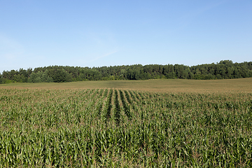 Image showing Corn field, summer time