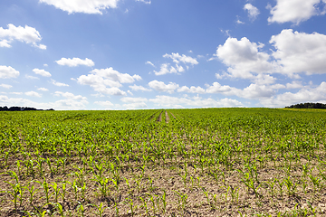 Image showing Corn field