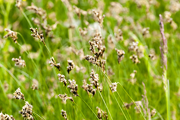 Image showing Green grass