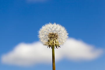 Image showing White dandelion flowers