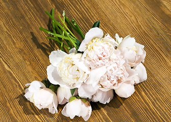 Image showing Peony , close up