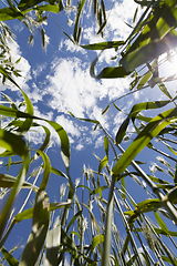 Image showing Green ears of rye