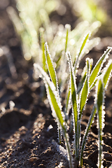 Image showing morning frost on leaves green wheat