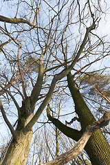 Image showing Deciduous trees in winter