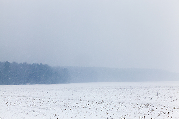 Image showing forest in winter