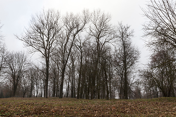 Image showing Bare trees in autumn park