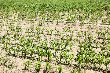 Image showing Field of young corn