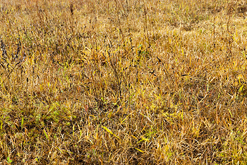 Image showing dry yellow grass close up