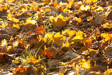 Image showing fallen leaves of a maple