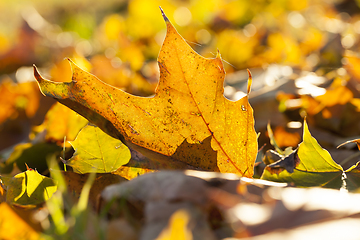 Image showing The fallen maple leaves