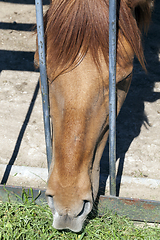 Image showing closeup of a horse