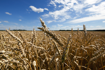 Image showing ripe yellow cereals