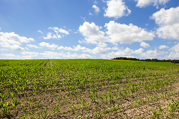 Image showing Green corn field over blue sky.