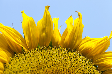 Image showing Yellow sunflower, close-up