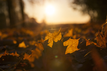 Image showing Sunset, autumn