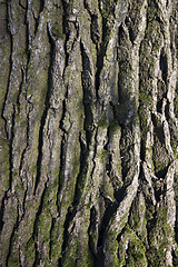 Image showing bark on the trunk of pine tree