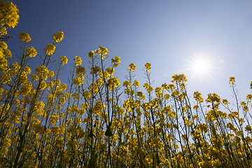 Image showing rapeseed field.