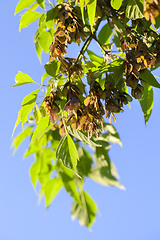 Image showing maple flowers