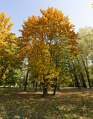 Image showing Yellow maple foliage