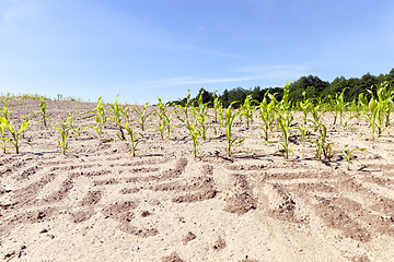 Image showing traces on the soil