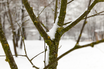 Image showing trees under snow