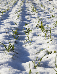 Image showing wheat sprouts in the snow