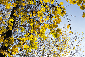 Image showing Yellow maple foliage