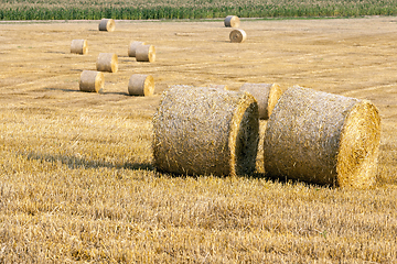 Image showing Gold wheat field and blue sky